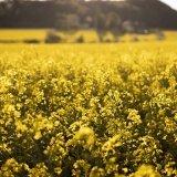 La surface de colza diminue en Suisse. Selon la fédération céréalière, ce recul n'est pas dû au manque d'intérêt des producteurs, mais aux trop grandes restrictions phytosanitaires (image symbolique). KEYSTONE/ALESSANDRO DELLA VALLE
